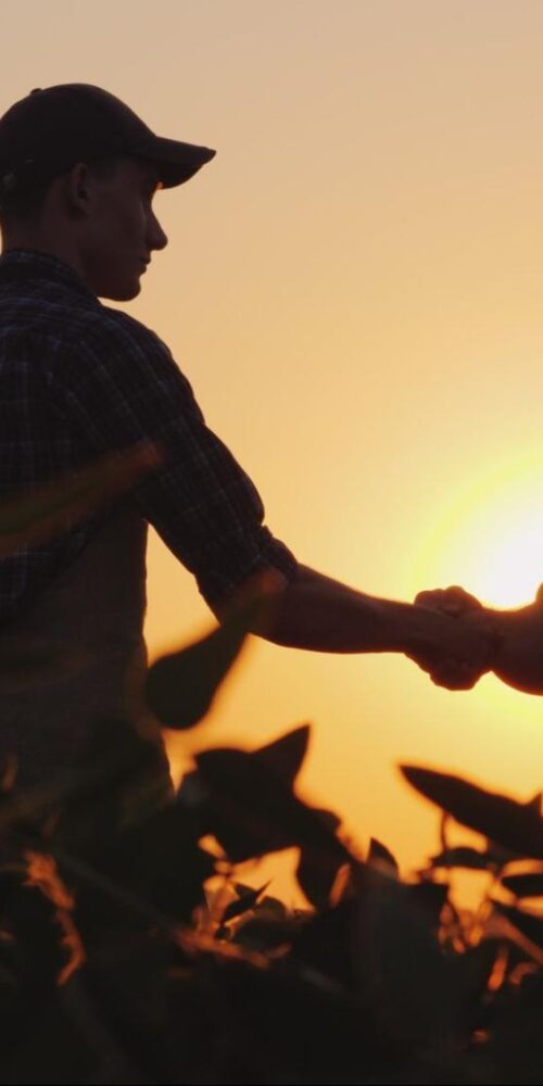 Two farmers shaking hands in a field at sunset, symbolizing a business agreement in agriculture.