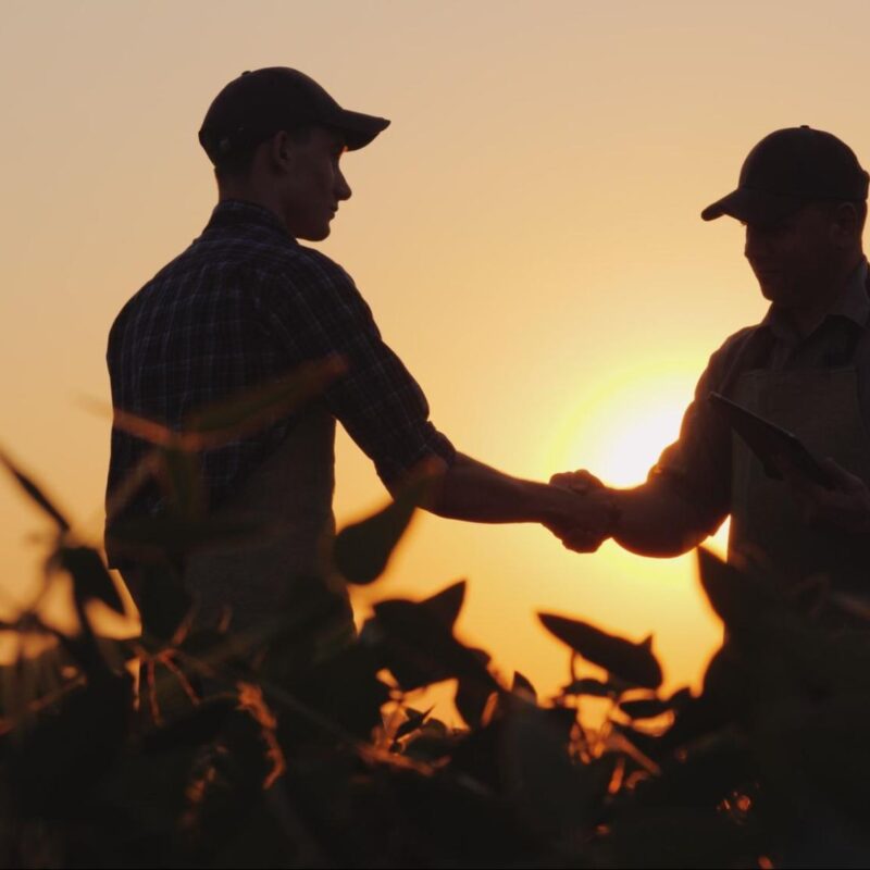 Two farmers shaking hands in a field at sunset, symbolizing a business agreement in agriculture.